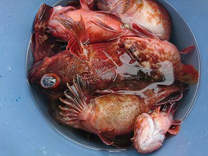 松本釣船２ 釣果