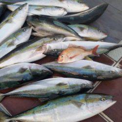 飛燕さくら丸 釣果