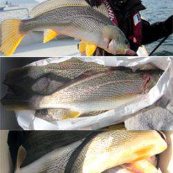 来温丸（らいおんまる） 釣果