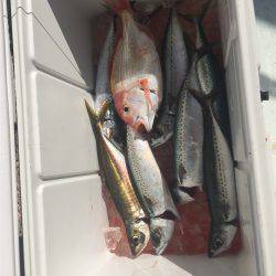 マタウマリンサービス 釣果