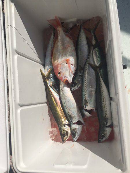 マタウマリンサービス 釣果