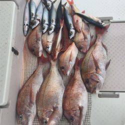 マタウマリンサービス 釣果