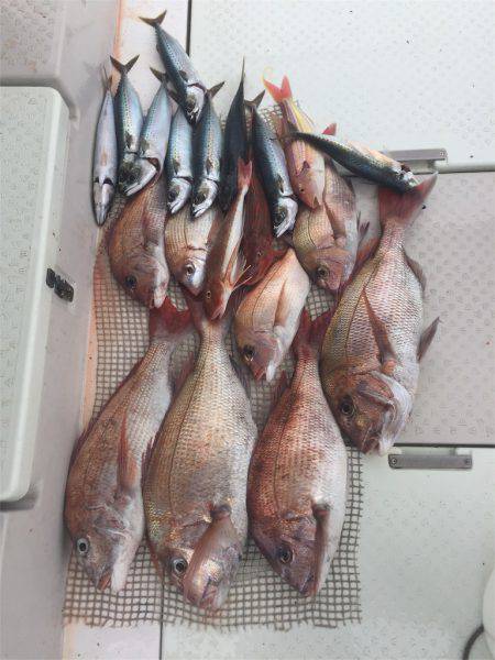 マタウマリンサービス 釣果