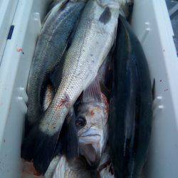 ファイヤードルフィン 釣果