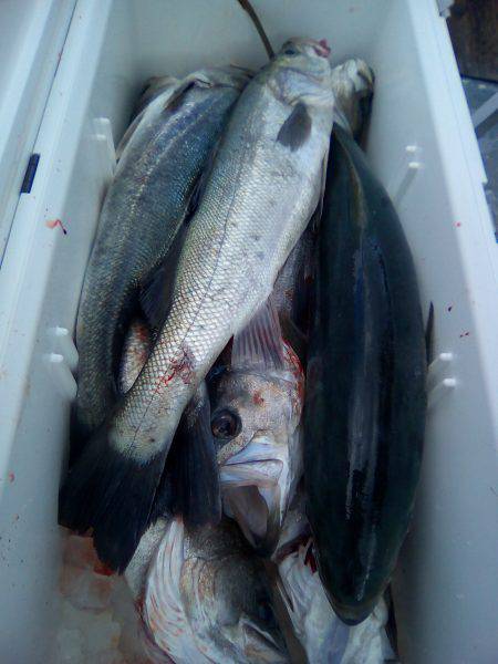 ファイヤードルフィン 釣果