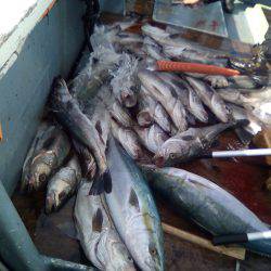 ファイヤードルフィン 釣果