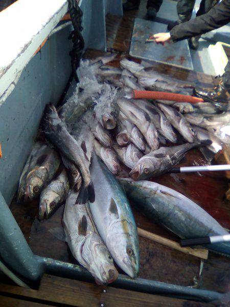 ファイヤードルフィン 釣果