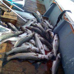 ファイヤードルフィン 釣果