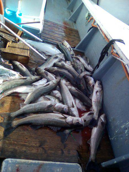 ファイヤードルフィン 釣果