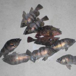 ルアー船マヒマヒ 釣果