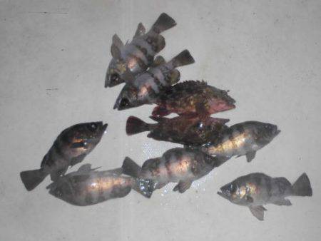 ルアー船マヒマヒ 釣果