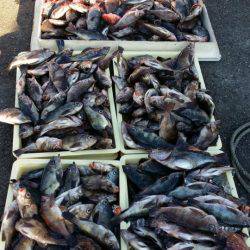 オーフリー 釣果