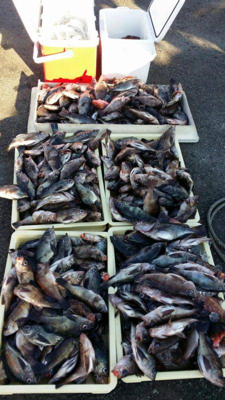 オーフリー 釣果