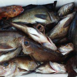 オーフリー 釣果