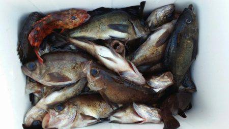 オーフリー 釣果