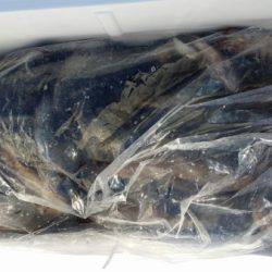 オーフリー 釣果