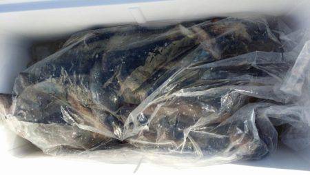 オーフリー 釣果