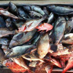 オーフリー 釣果