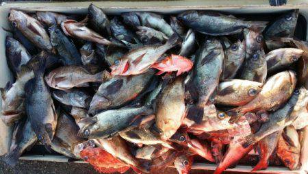 オーフリー 釣果