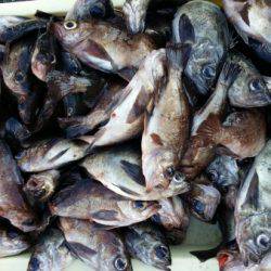 オーフリー 釣果