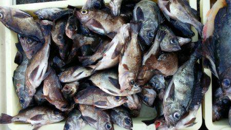 オーフリー 釣果