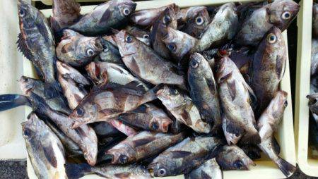 オーフリー 釣果