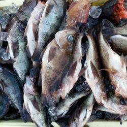 オーフリー 釣果