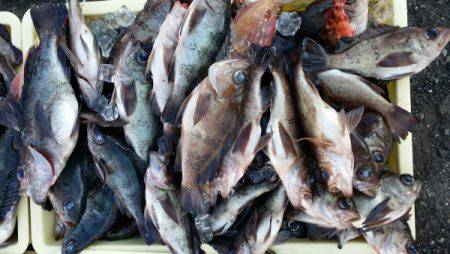 オーフリー 釣果