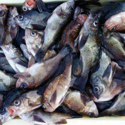 オーフリー 釣果