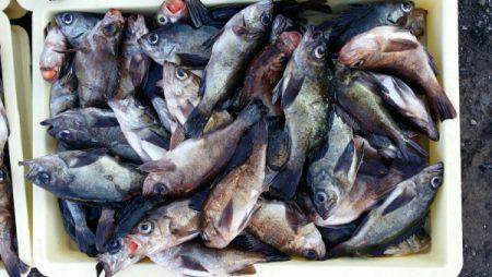 オーフリー 釣果