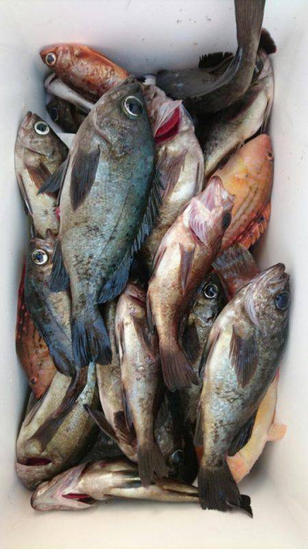 オーフリー 釣果