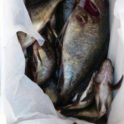 オーフリー 釣果