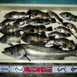 朝日丸 釣果