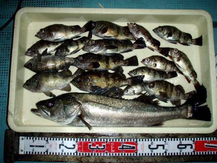 朝日丸 釣果