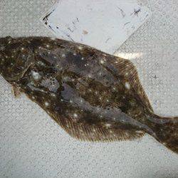 松本釣船２ 釣果