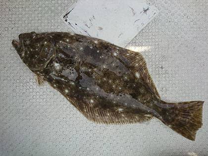 松本釣船２ 釣果