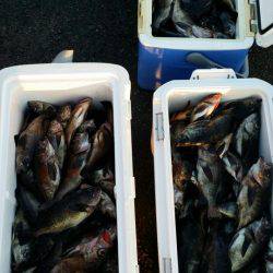 オーフリー 釣果