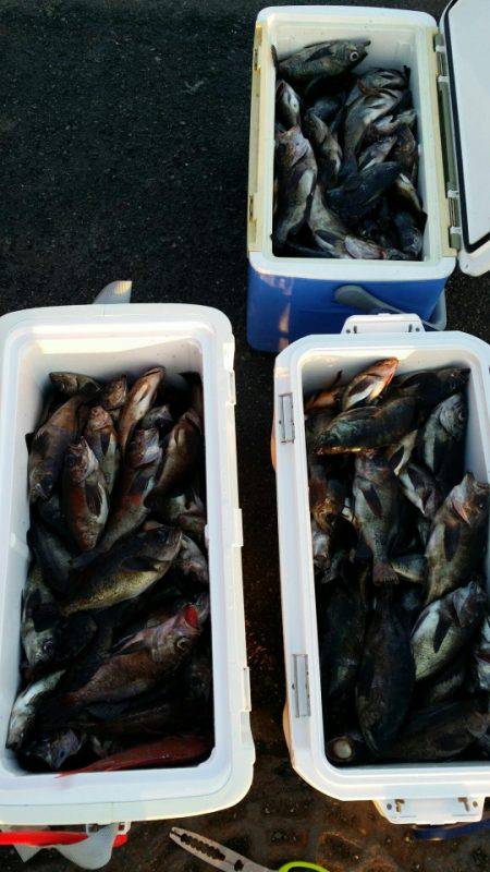 オーフリー 釣果