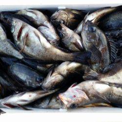 オーフリー 釣果