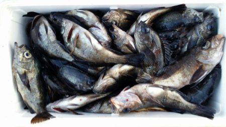 オーフリー 釣果