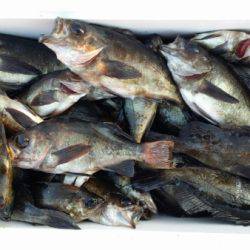 オーフリー 釣果