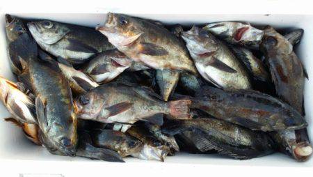 オーフリー 釣果