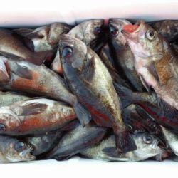 オーフリー 釣果