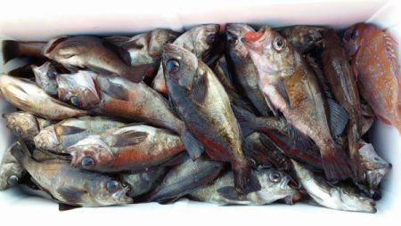 オーフリー 釣果