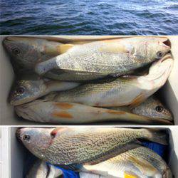 来温丸(らいおんまる) 釣果