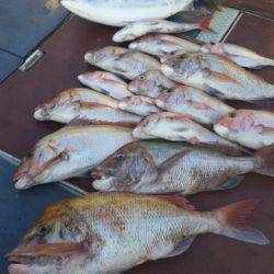 飛燕さくら丸 釣果