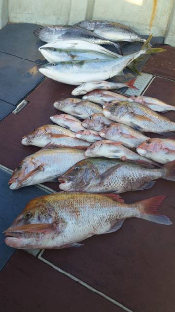 飛燕さくら丸 釣果