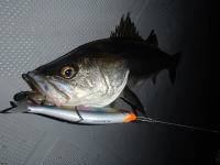 オーシャンマスター 釣果