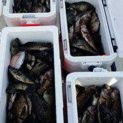 オーフリー 釣果