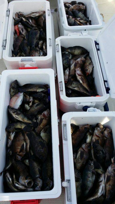 オーフリー 釣果